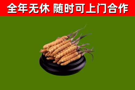 崇阳回收冬虫夏草